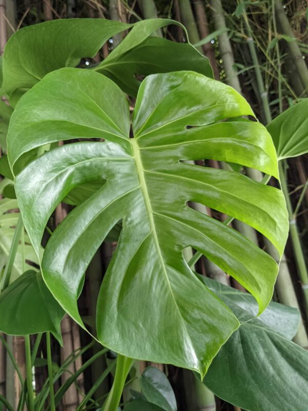 glossy leaves with deep fenestrations