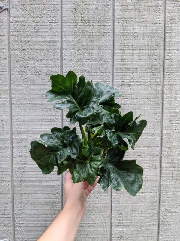 ruffled leaves