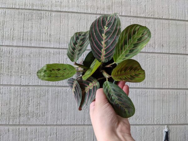 patterned leaves with green accents