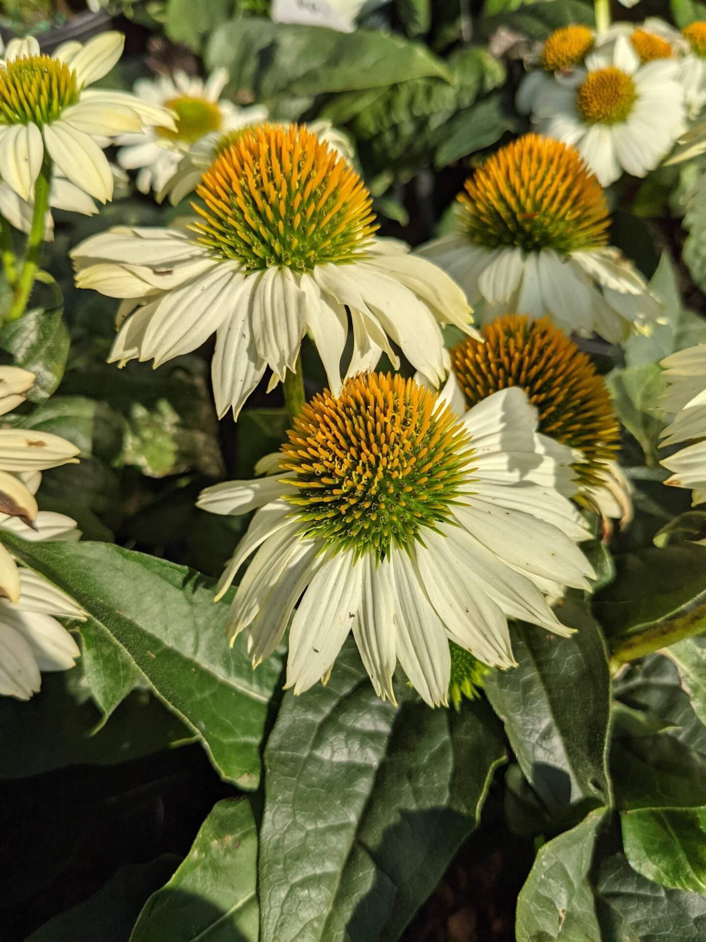 white blooms