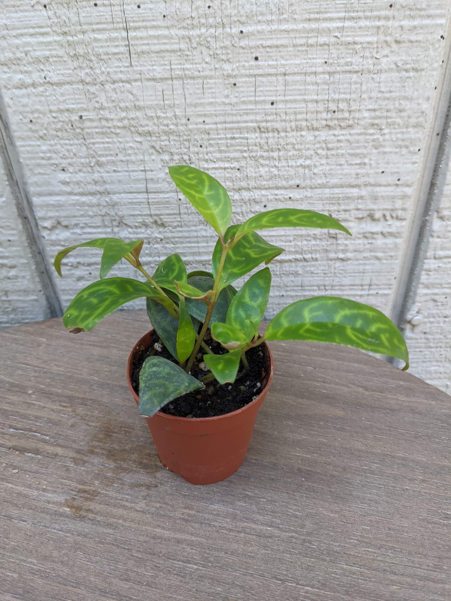 Zebra Basket Vine 2" • Cross Creek Nursery and Landscape