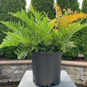 Green plant with bronzing leaves