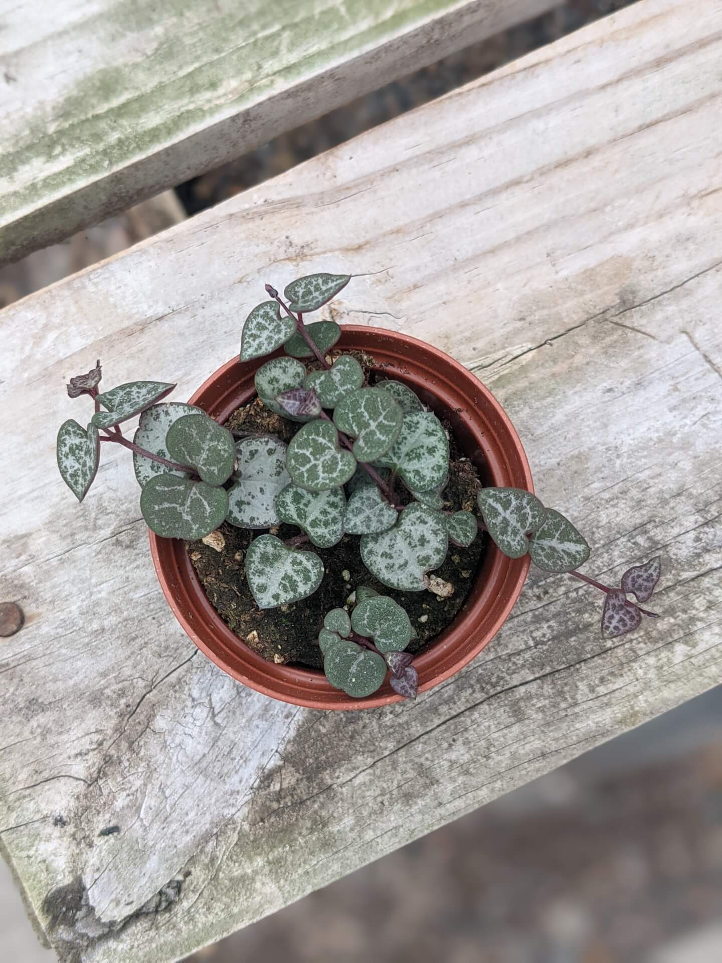 Trailing plant with dark green almost blue leaves