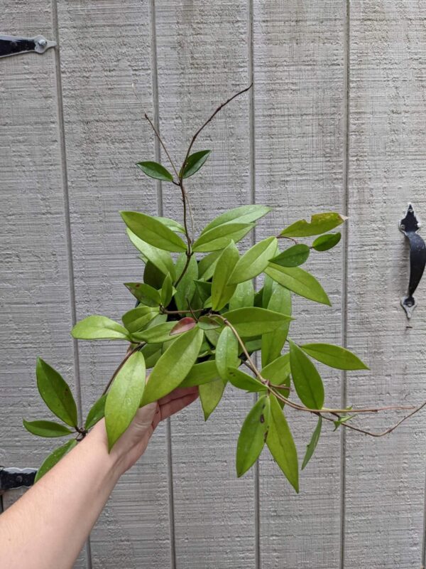 waxy leaves on woody stems