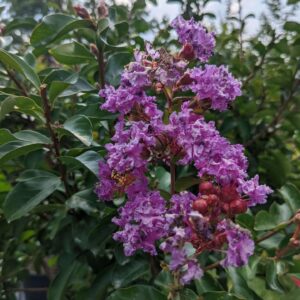 large electric purple blooms