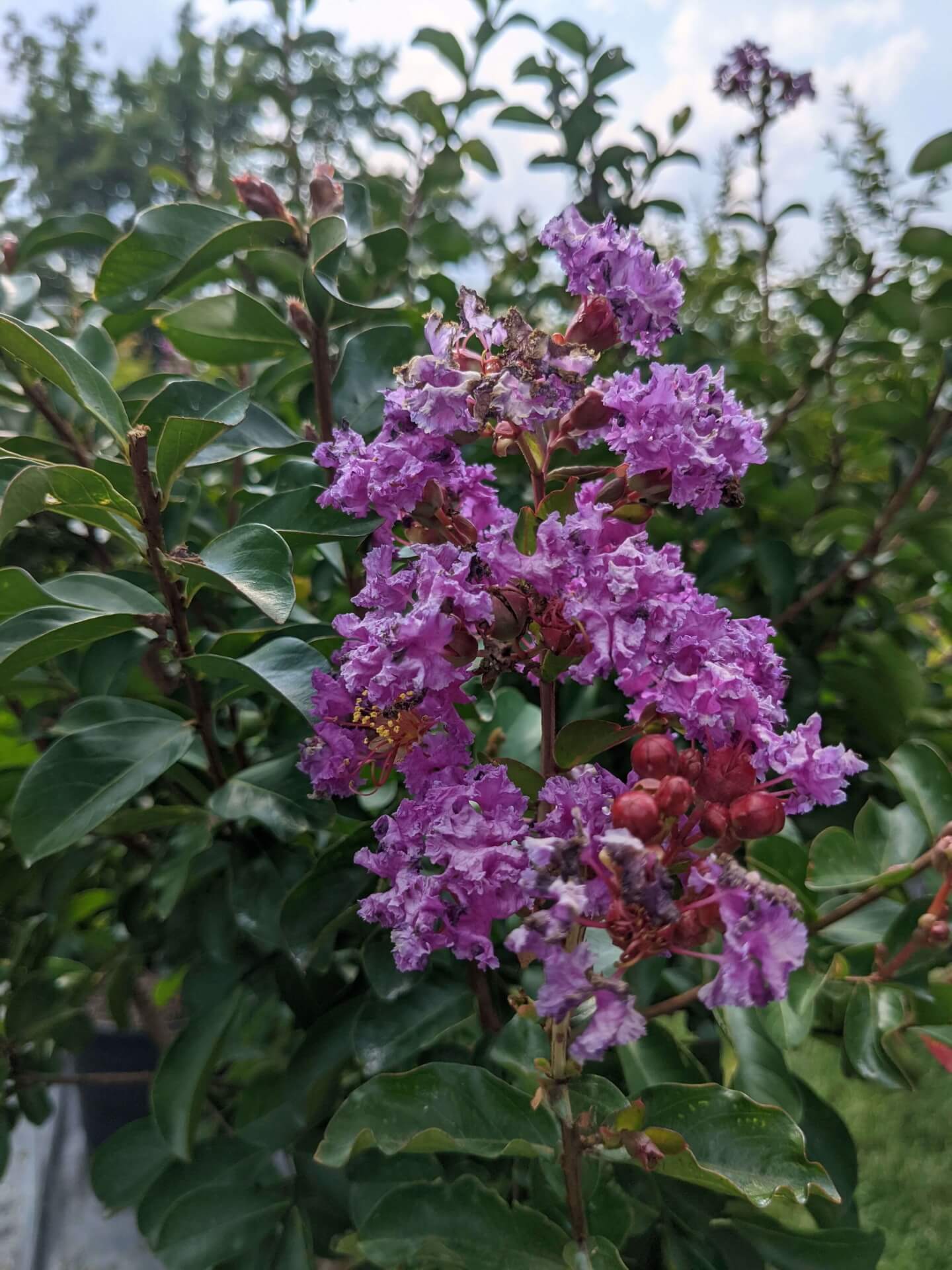 large electric purple blooms