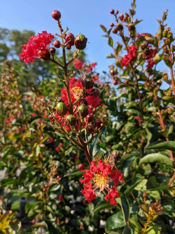 bright scarlet blooms