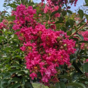 large hot pink blooms