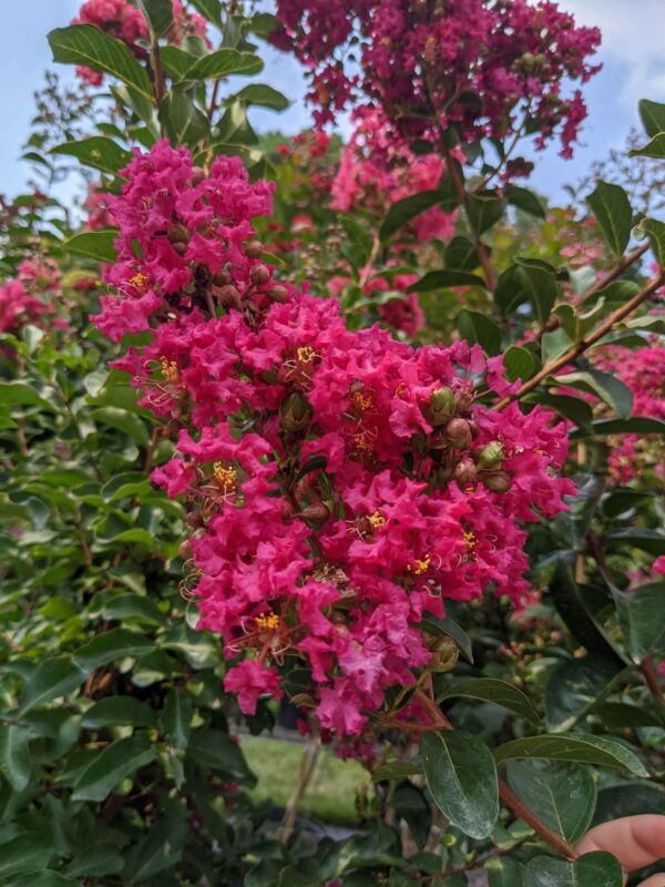 large hot pink blooms