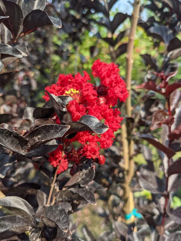 bright scarlet blooms