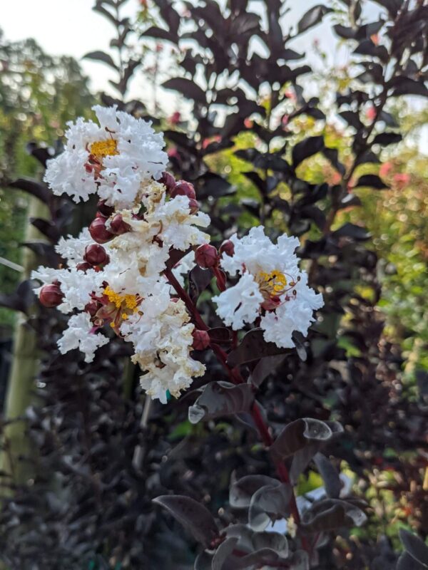 true white blooms with dark purple foliage