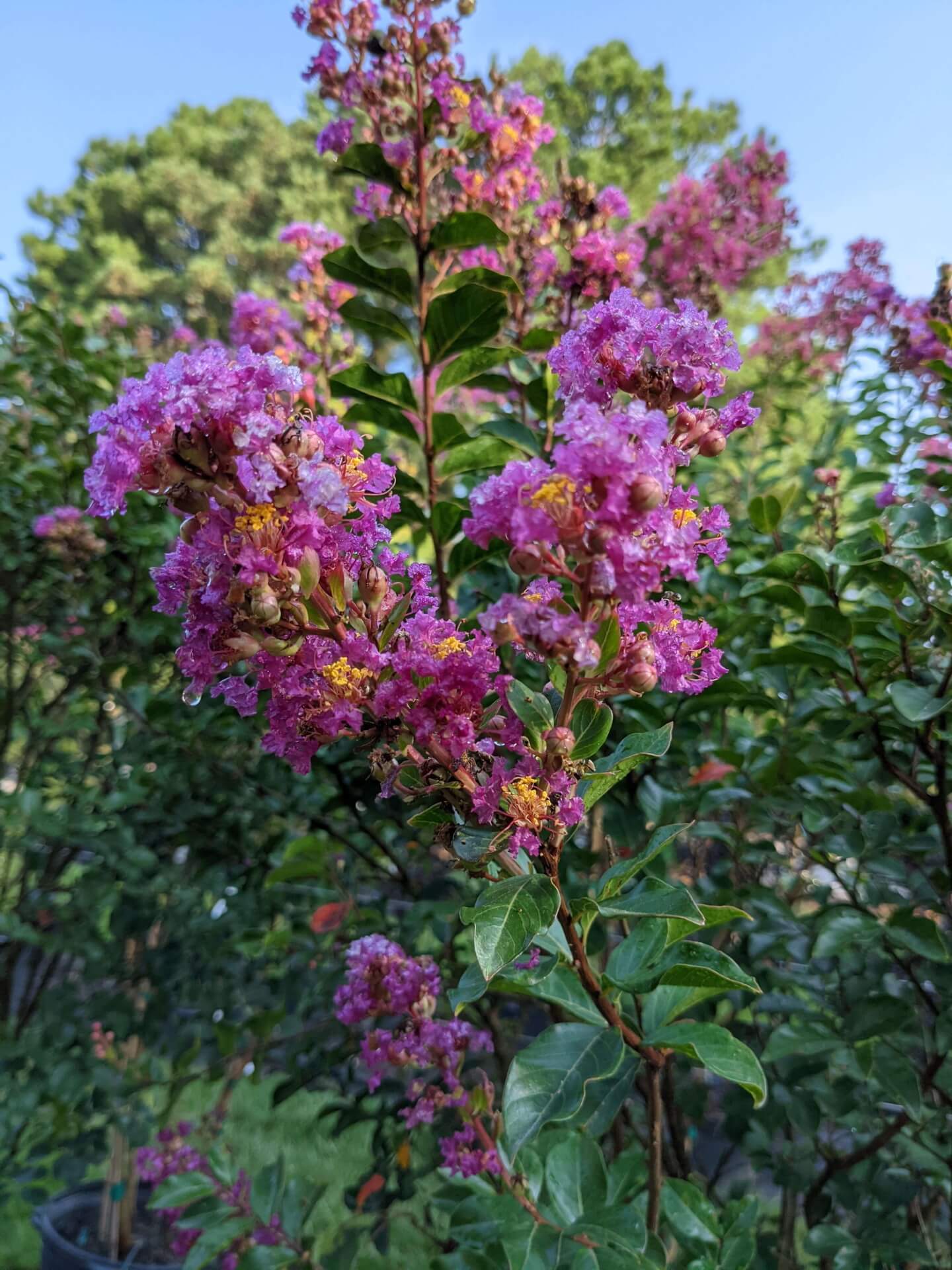 pinkish purple blooms