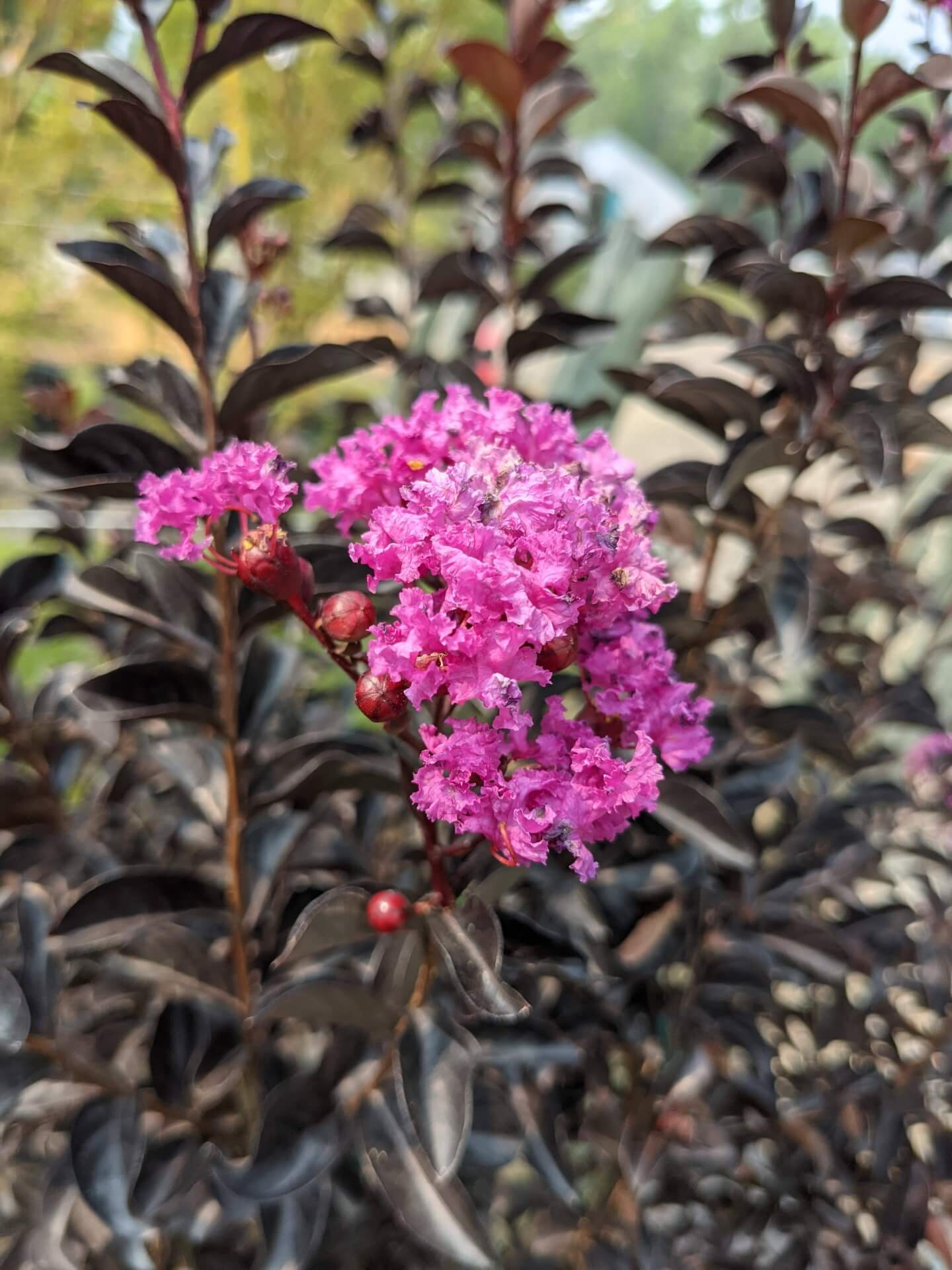 light purplish pink blooms with deep purple glossy foliage