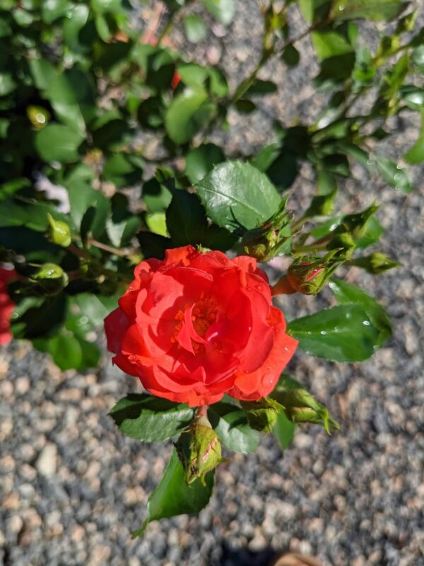 bright coral double blooms