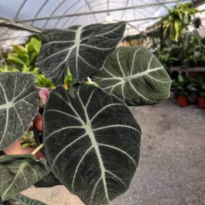 black velvety leaves