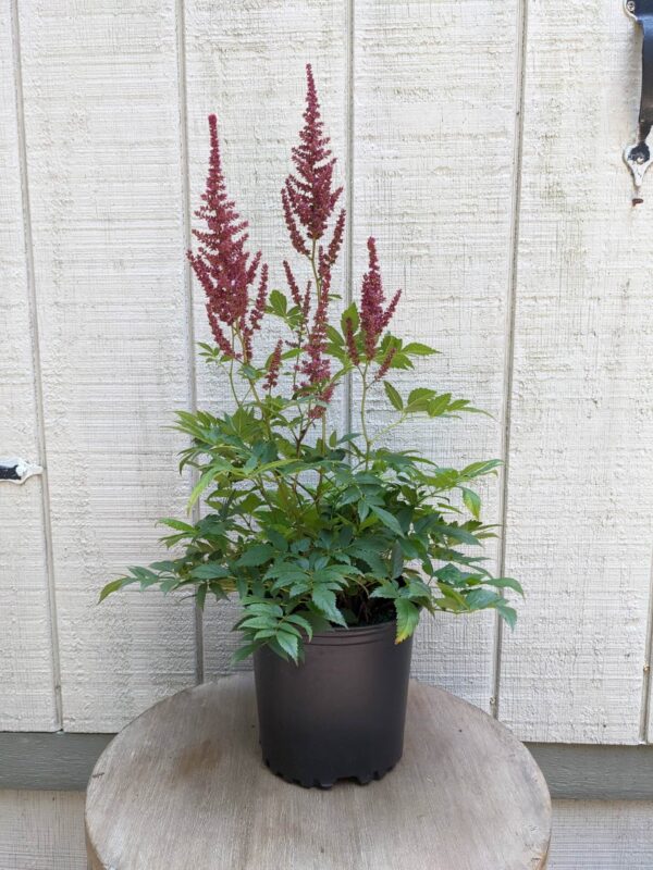 reddish purple blooms