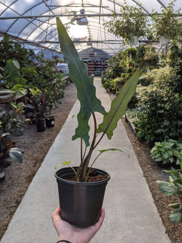 long pointed leaves with a light lavender tinge