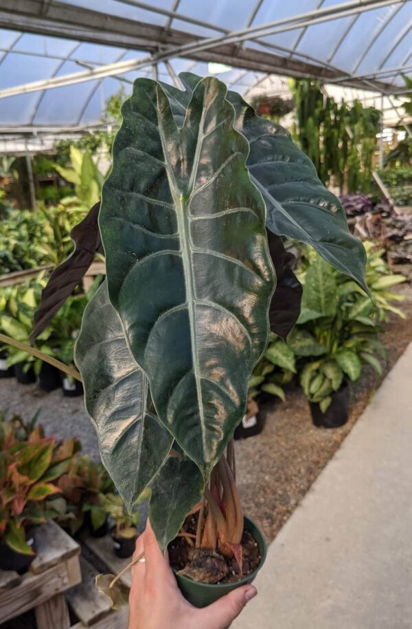 large shiny leaves