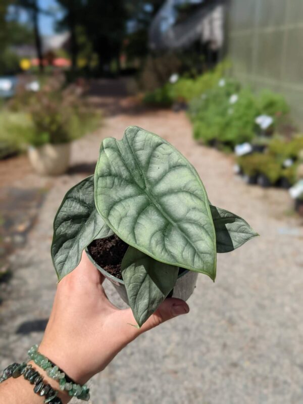 dusty green plant with dark ridges