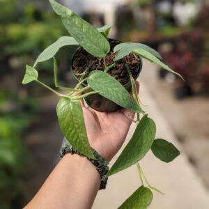 long bluish green leaves