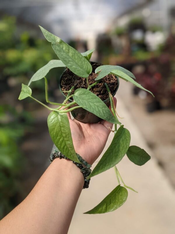 long bluish green leaves