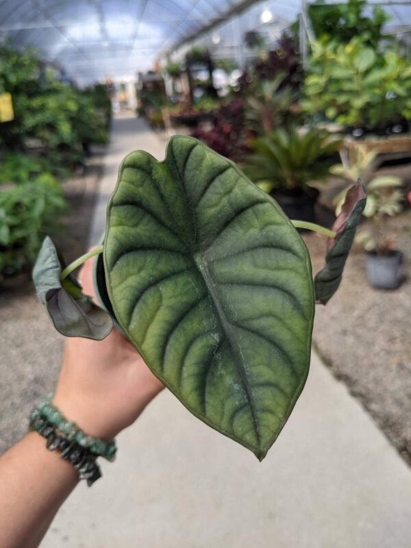 olive green leaves with deep ridges