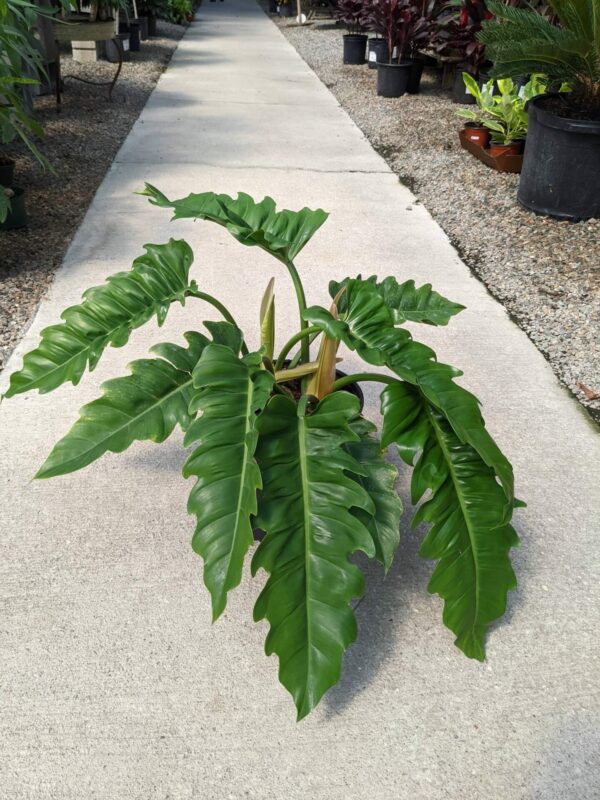 large leaves with rippled edges