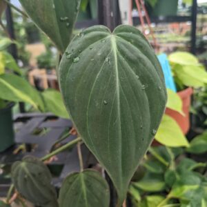 velvety green leaves