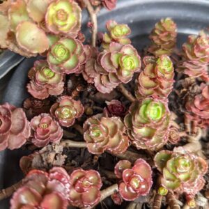 red succulent plant