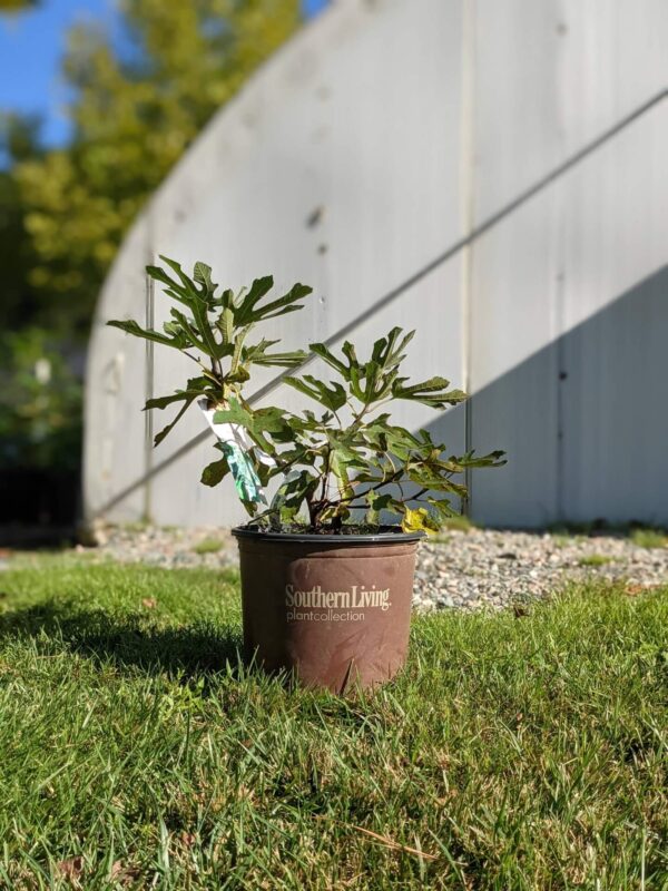 fig tree in a pot