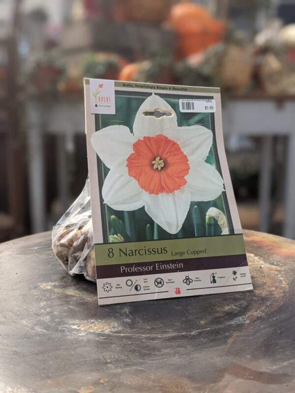 large white blooms with orange-yellow centers