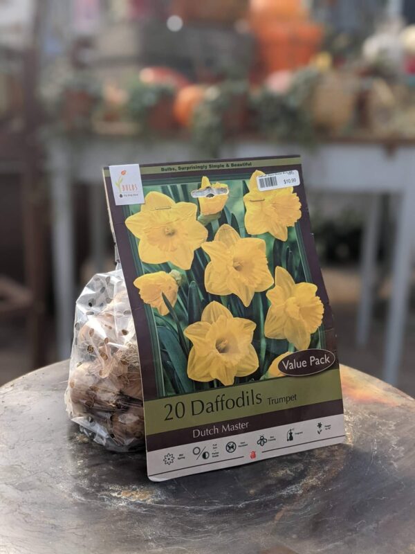 yellow daffodils