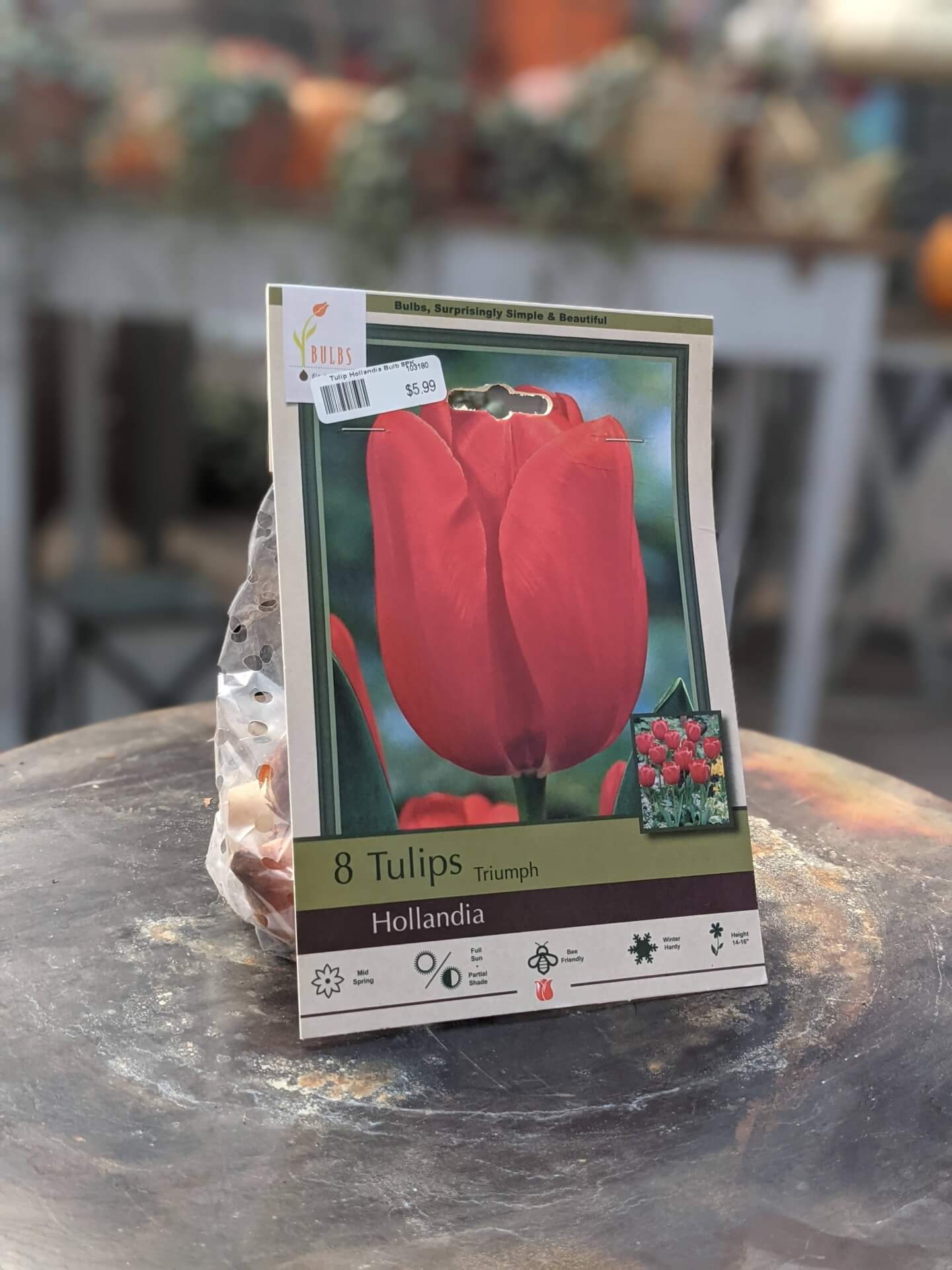 red tulip