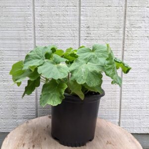 soft green leaves