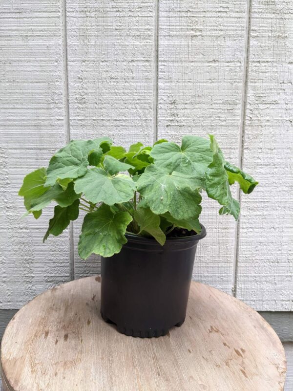 soft green leaves