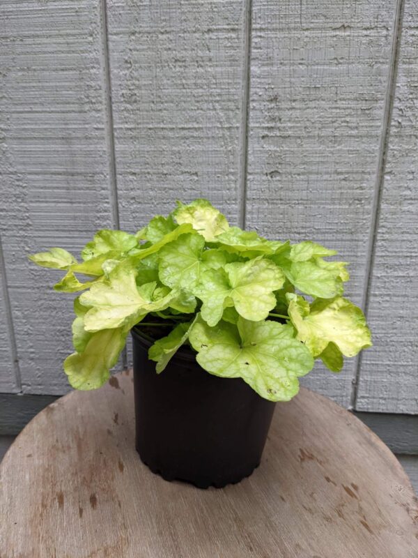 lime green leaves