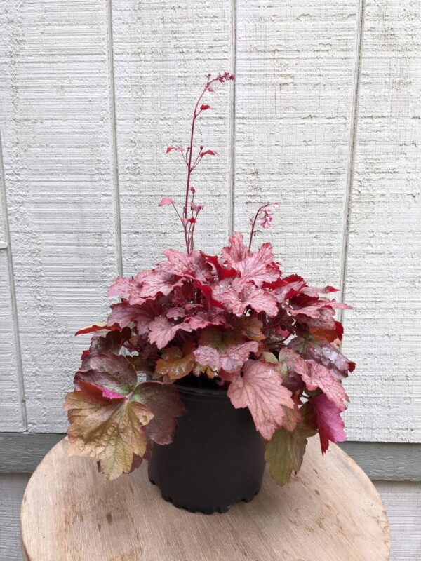 pink foliage
