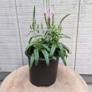 light pink long stems