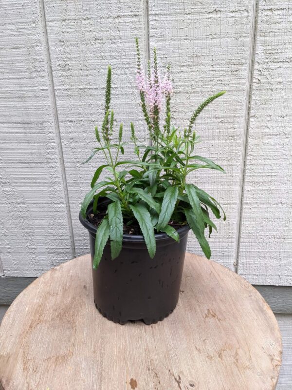 light pink long stems