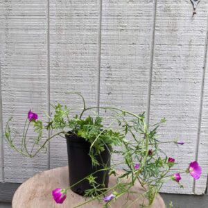 Callirhoe Involucrata'1G