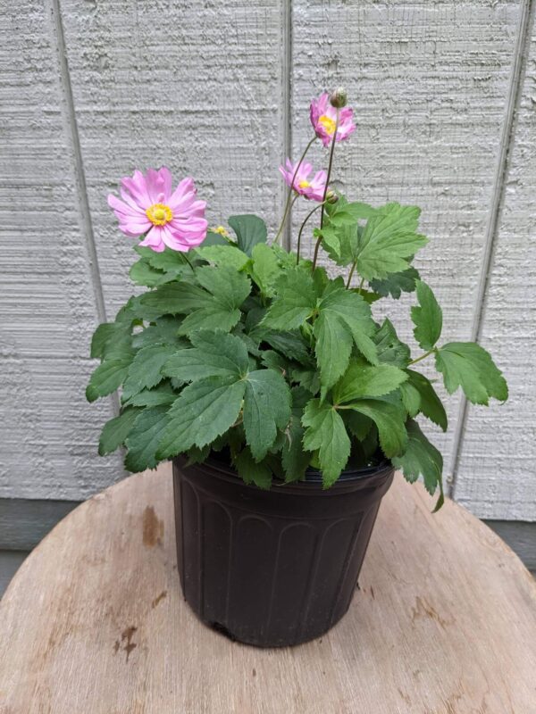 light pink blooms with yellow centers