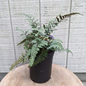 pale green fern with red accents