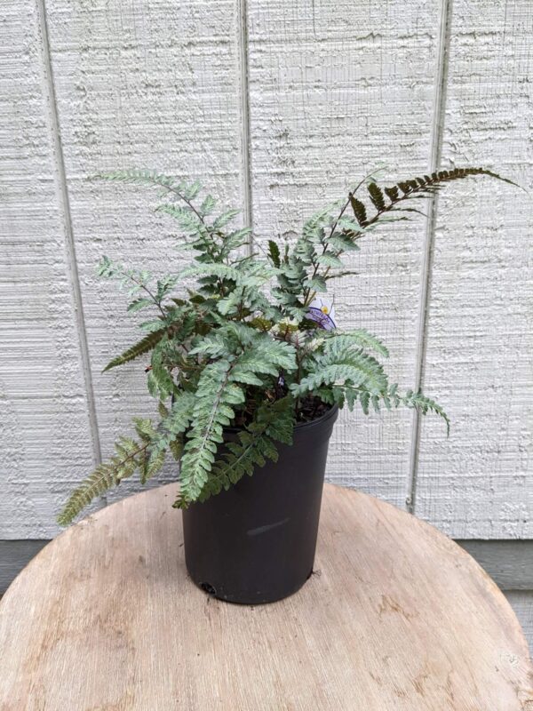 pale green fern with red accents