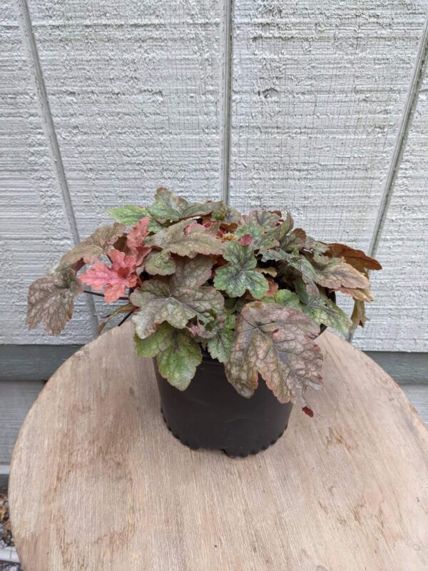 Heucherella Redstone Falls 1G