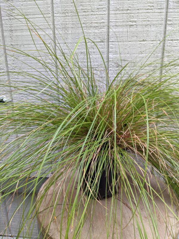 light green fine foliage