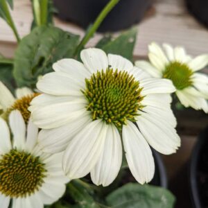 bright white blooms