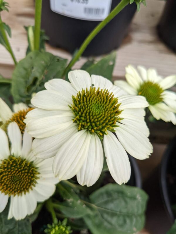 bright white blooms