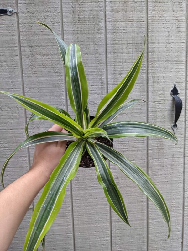striped foliage