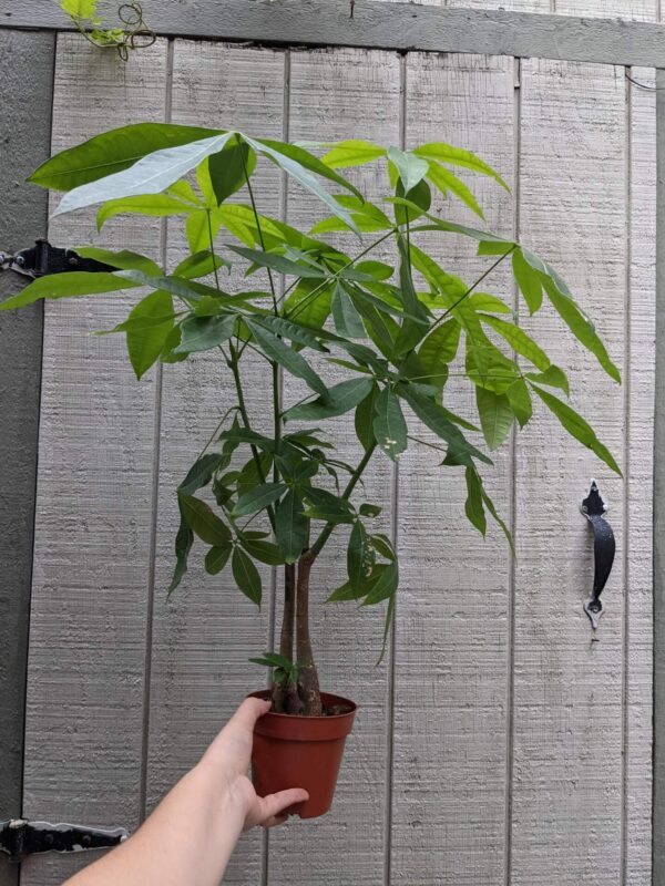 money tree