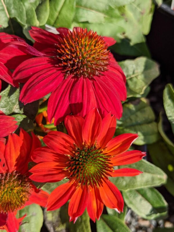 bright red flowers